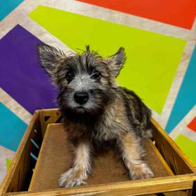 Cairn Terrier