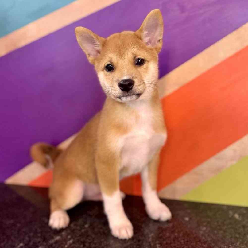 carousel pet images