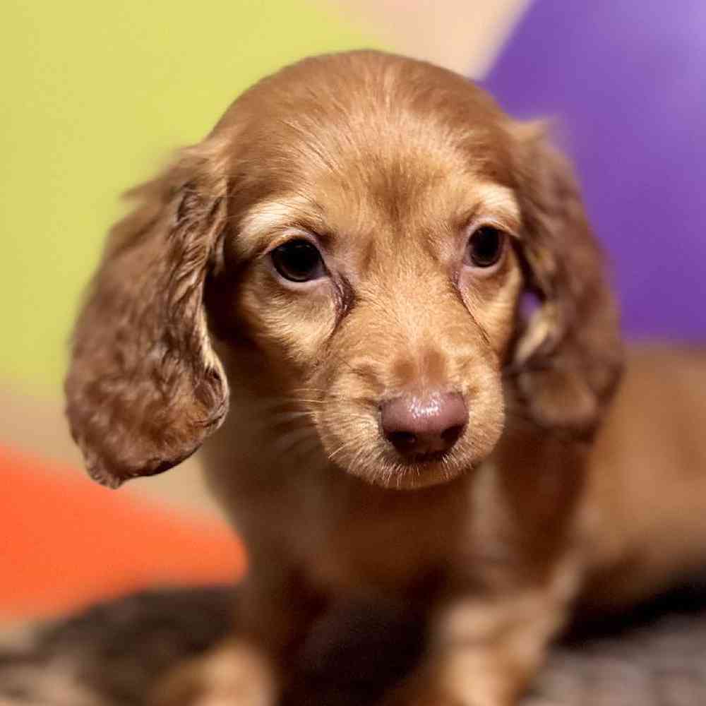 Image of a pet breed in the gallery