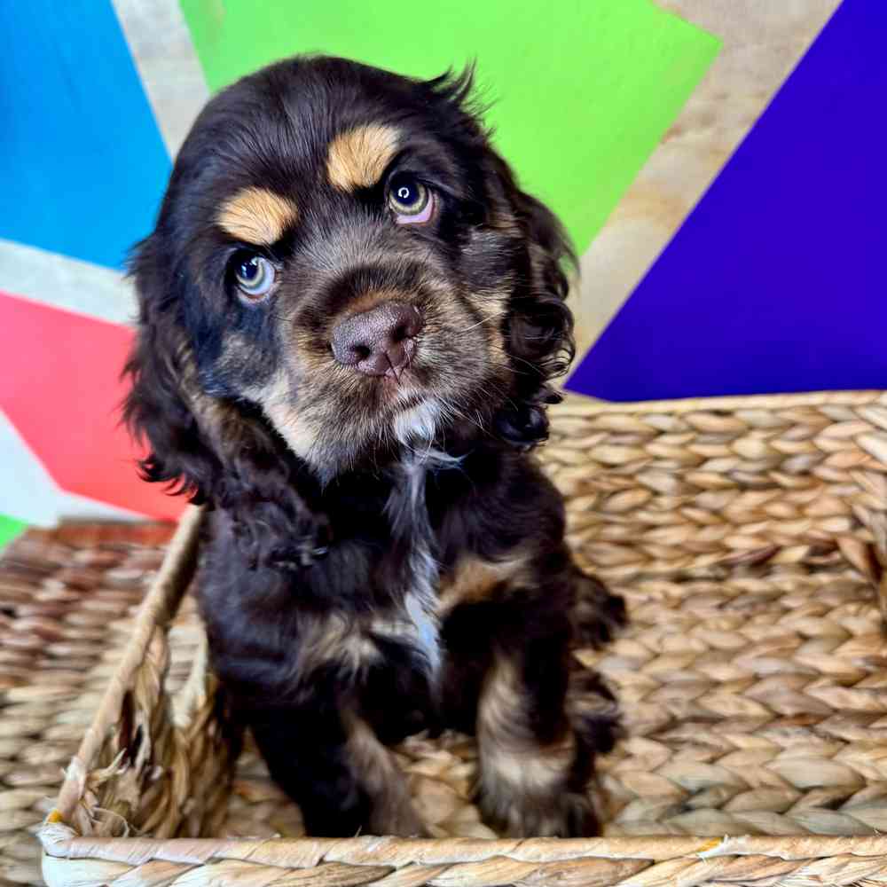 carousel pet images