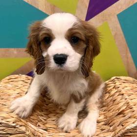 Cavalier King Charles Spaniel