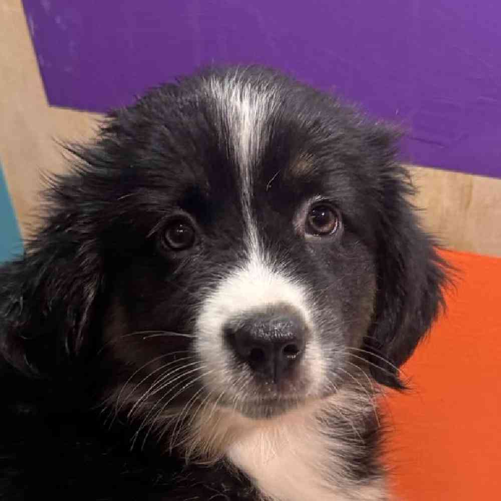 Image of a pet breed in the gallery