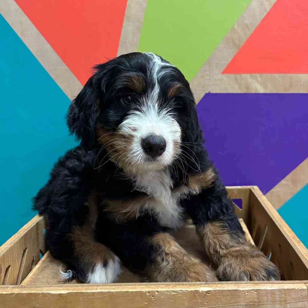 carousel pet images