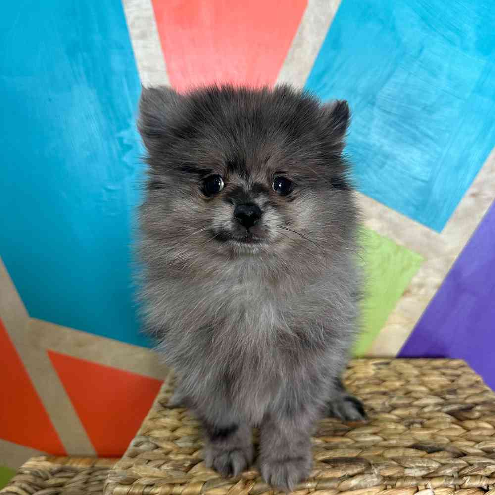 carousel pet images