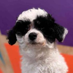 Mini Poodle