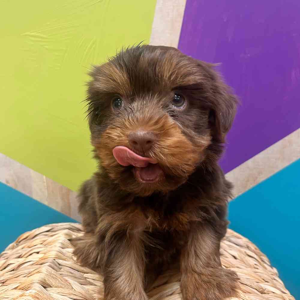 carousel pet images