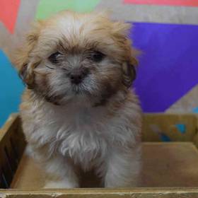 Shih Tzu