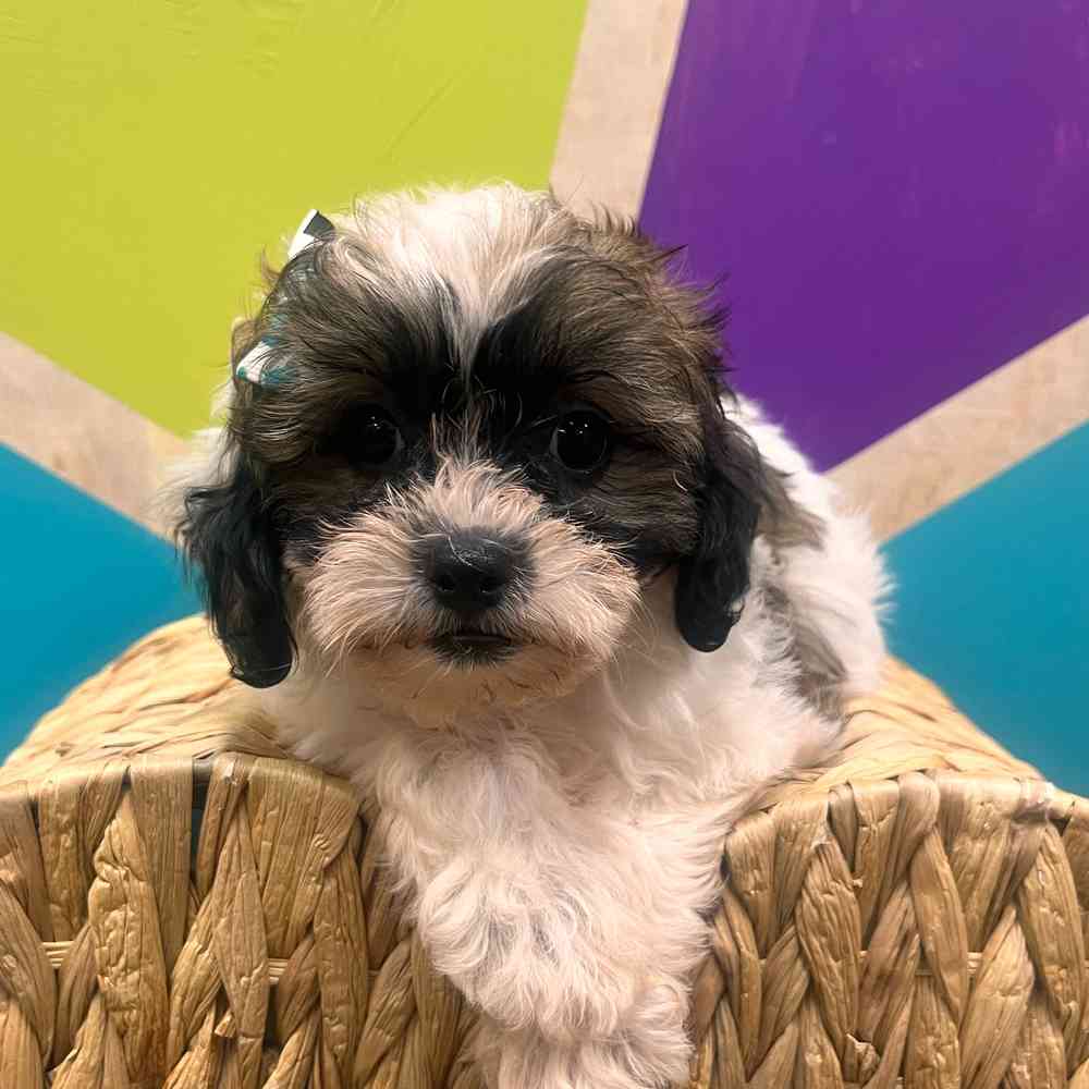 carousel pet images