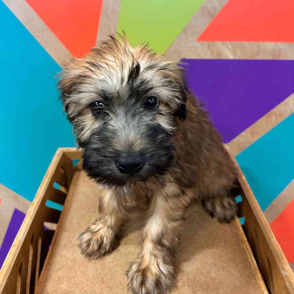 Image of a pet breed in the gallery