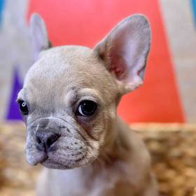 French Bulldog