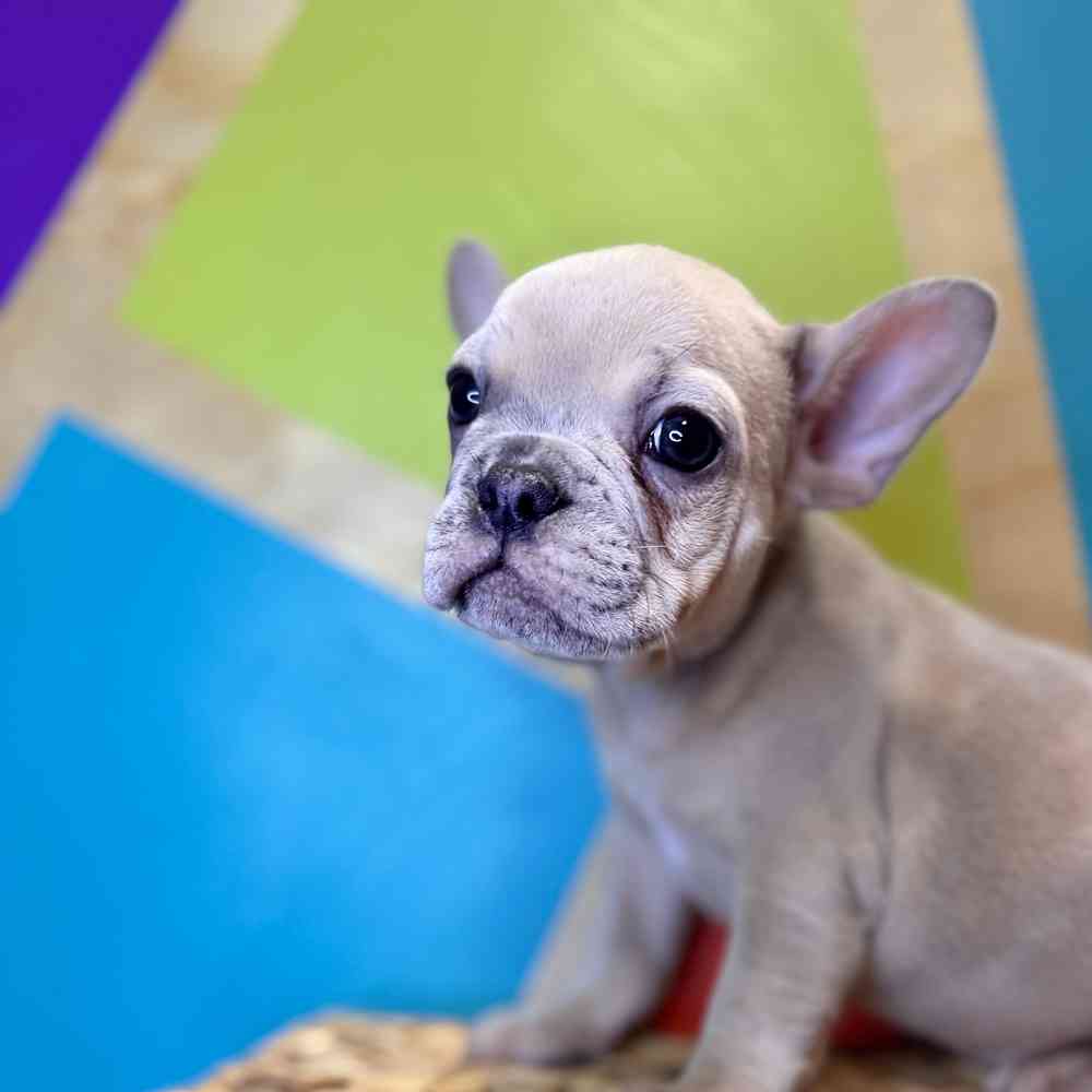 carousel pet images