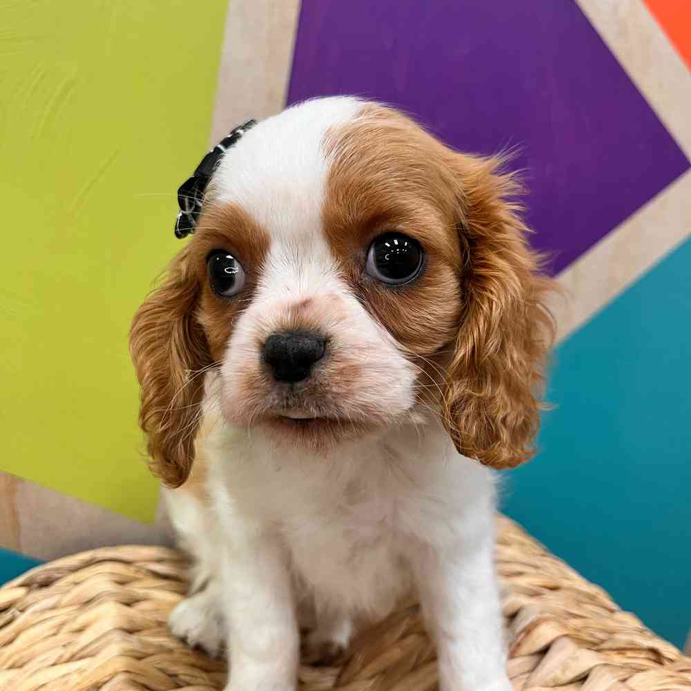 carousel pet images