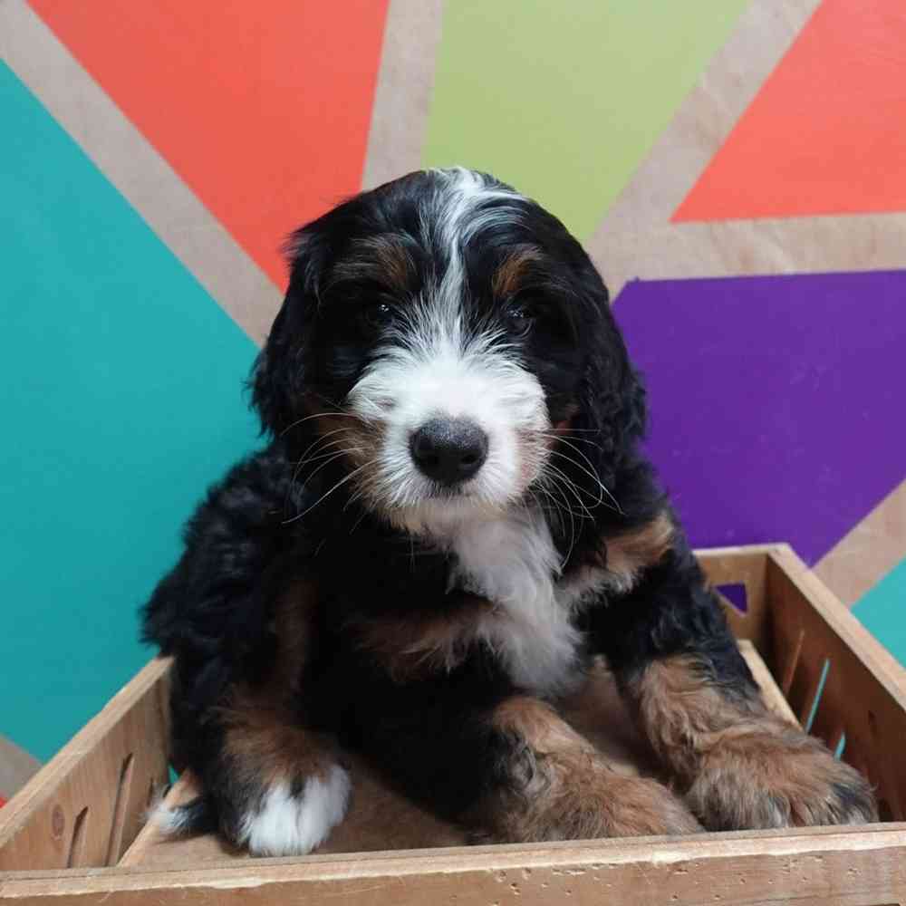 carousel pet images