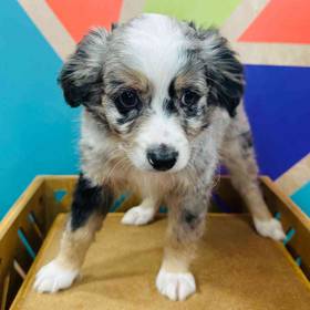 Mini Aussie