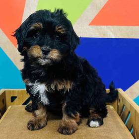 F1b Mini BerneDoodle