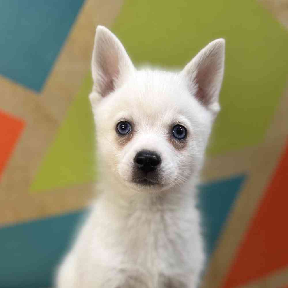 carousel pet images