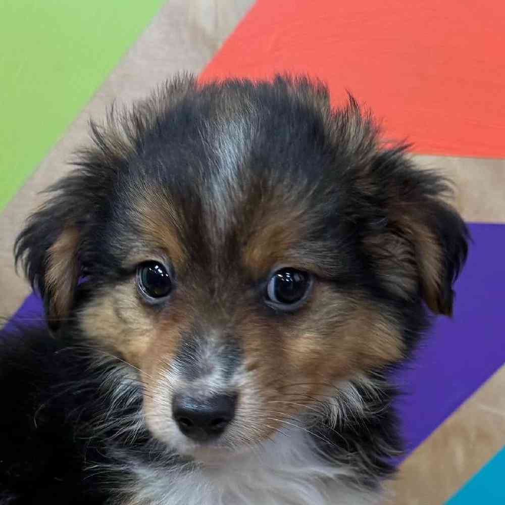 carousel pet images