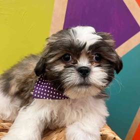 Shih Tzu