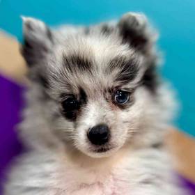 Pomeranian