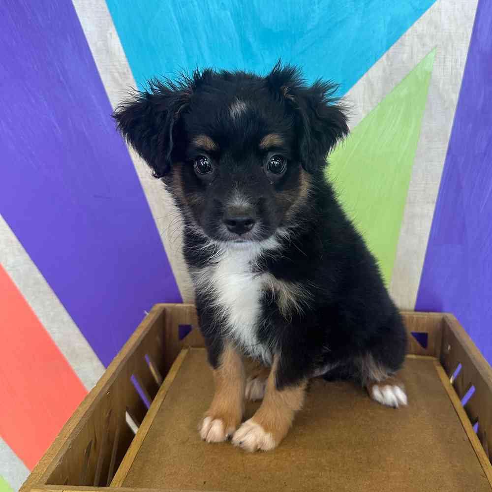 Image of a pet breed in the gallery