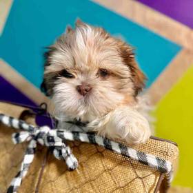 Shih Tzu