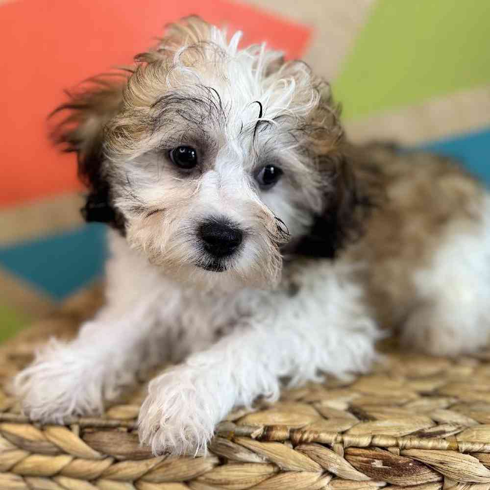 carousel pet images