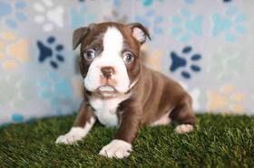 Boston Terrier