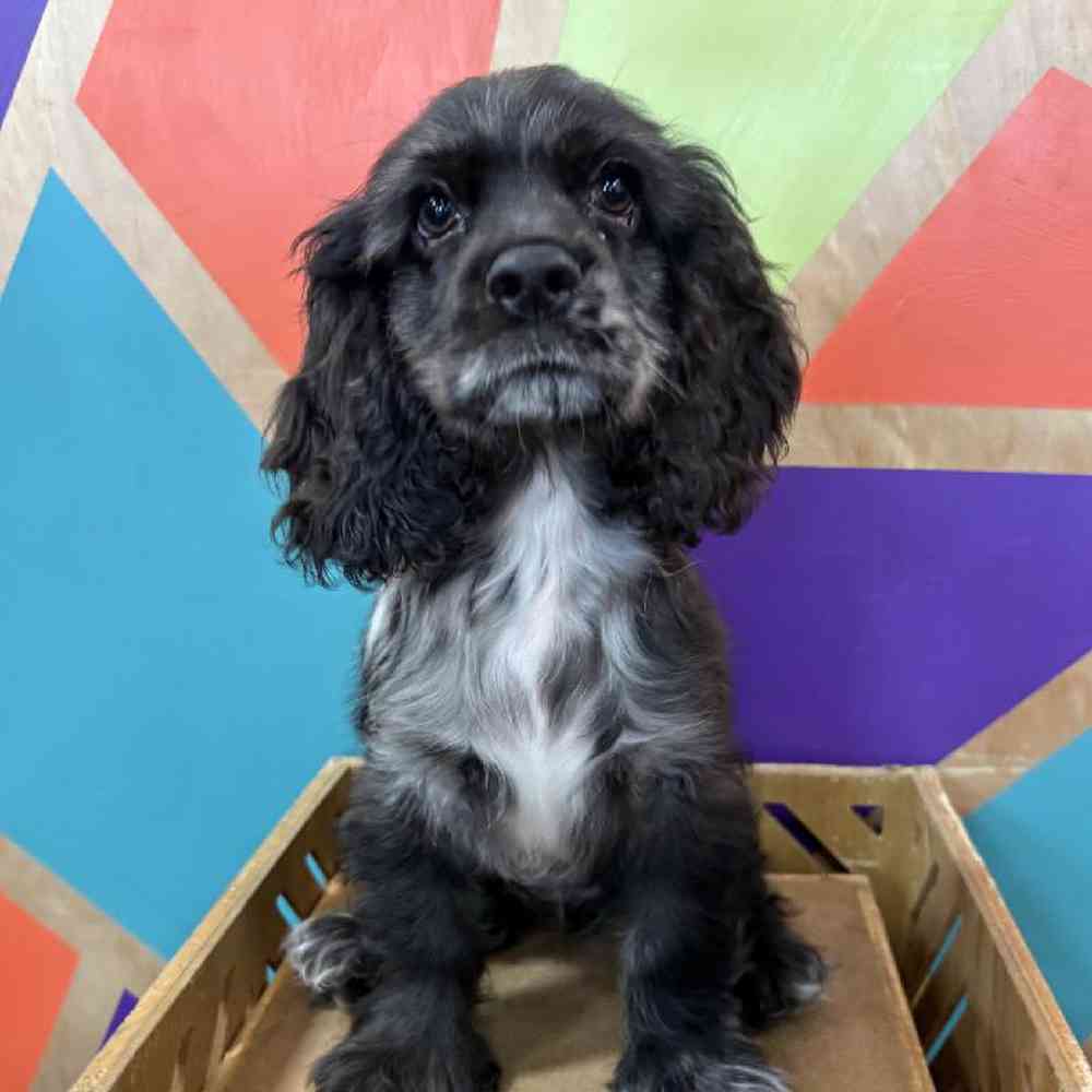 Image of a pet breed in the gallery