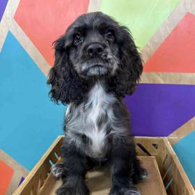 Cocker Spaniel