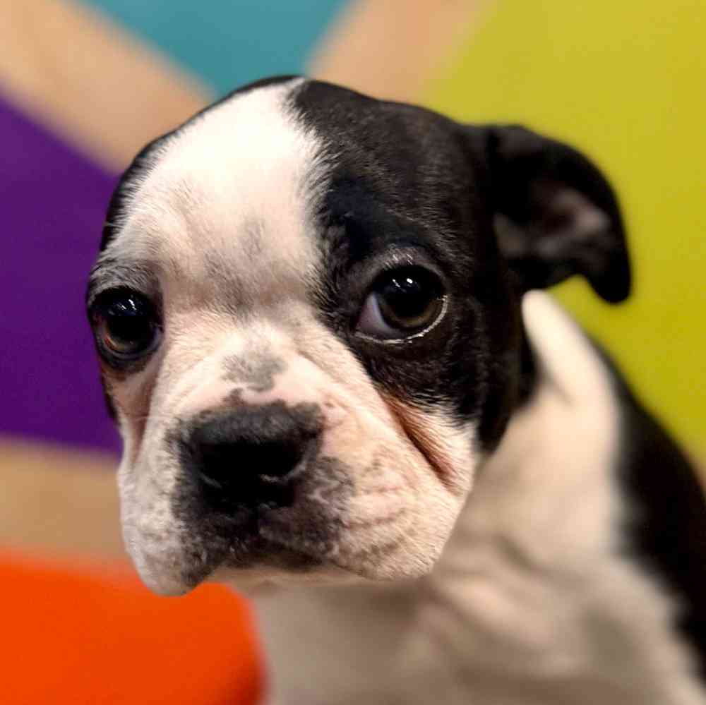 carousel pet images