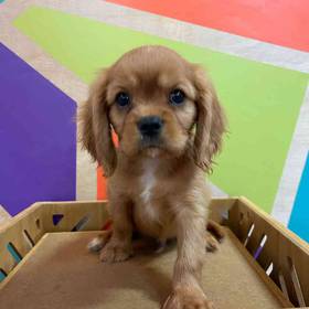 Cavalier King Charles Spaniel