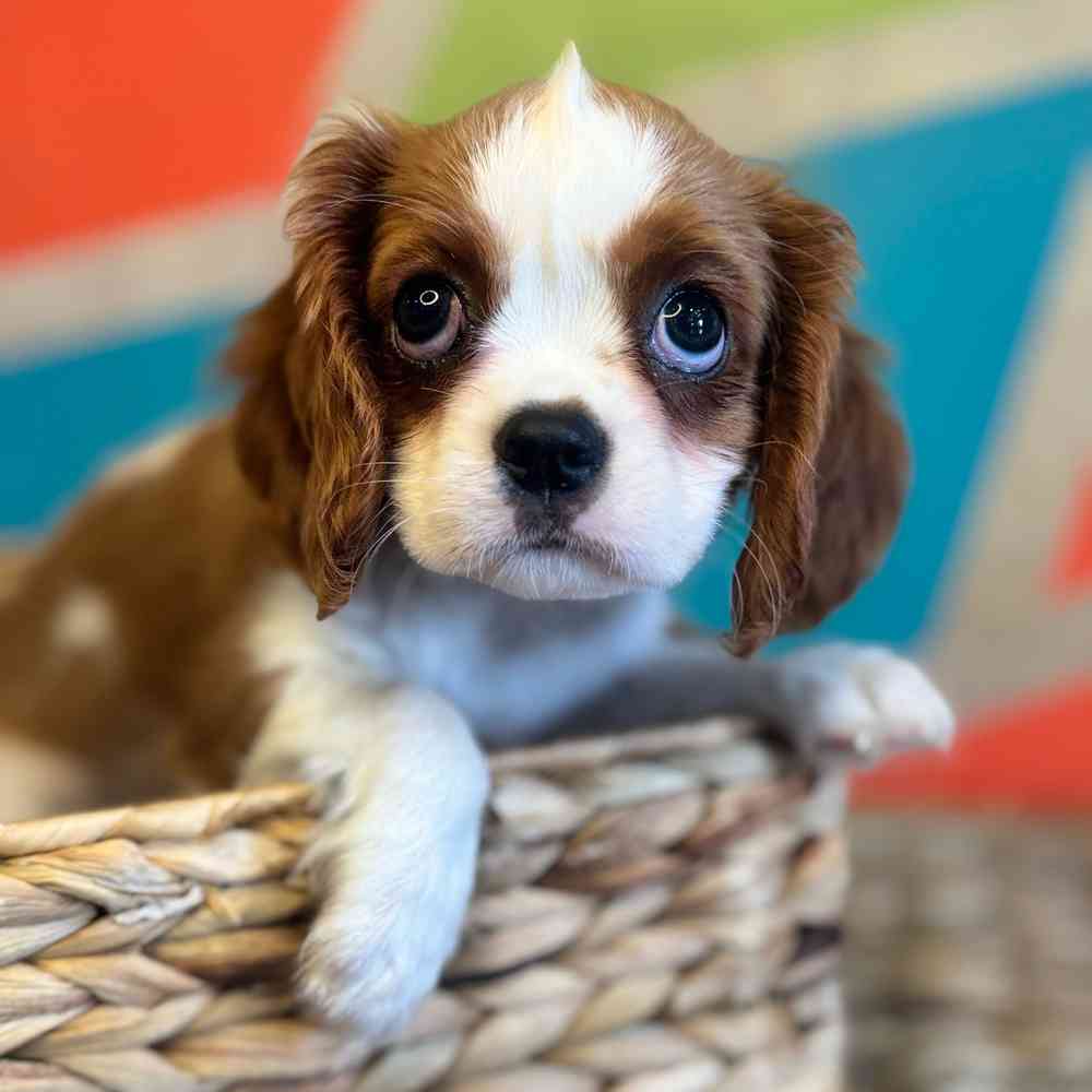 carousel pet images