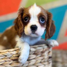 Cavalier King Charles Spaniel