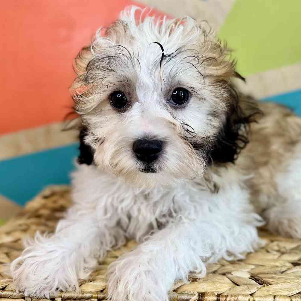carousel pet images