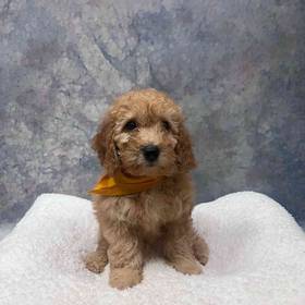 Mini Goldendoodle