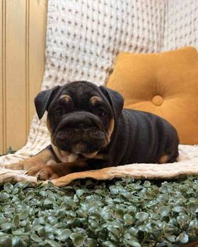 English Bulldog