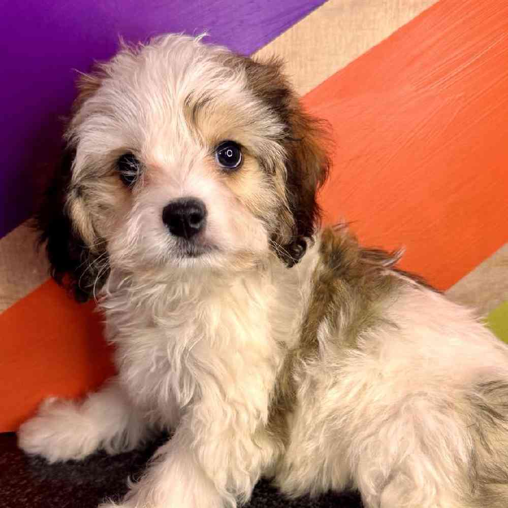 carousel pet images