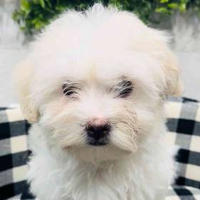 Havanese