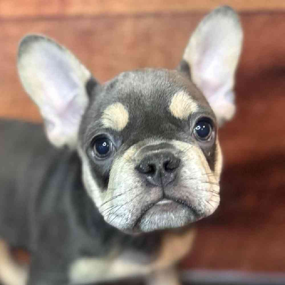 Image of a pet breed in the gallery