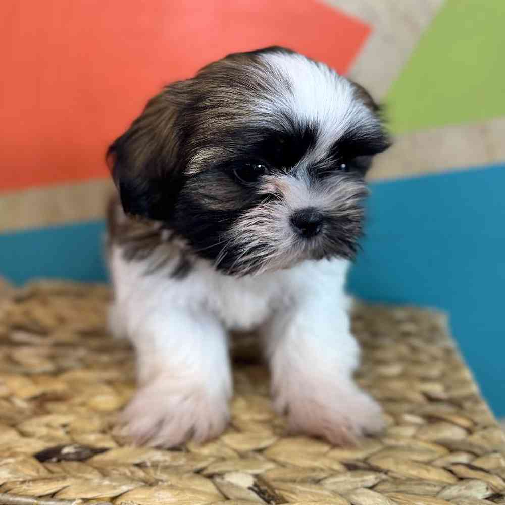 carousel pet images