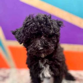 Mini Poodle