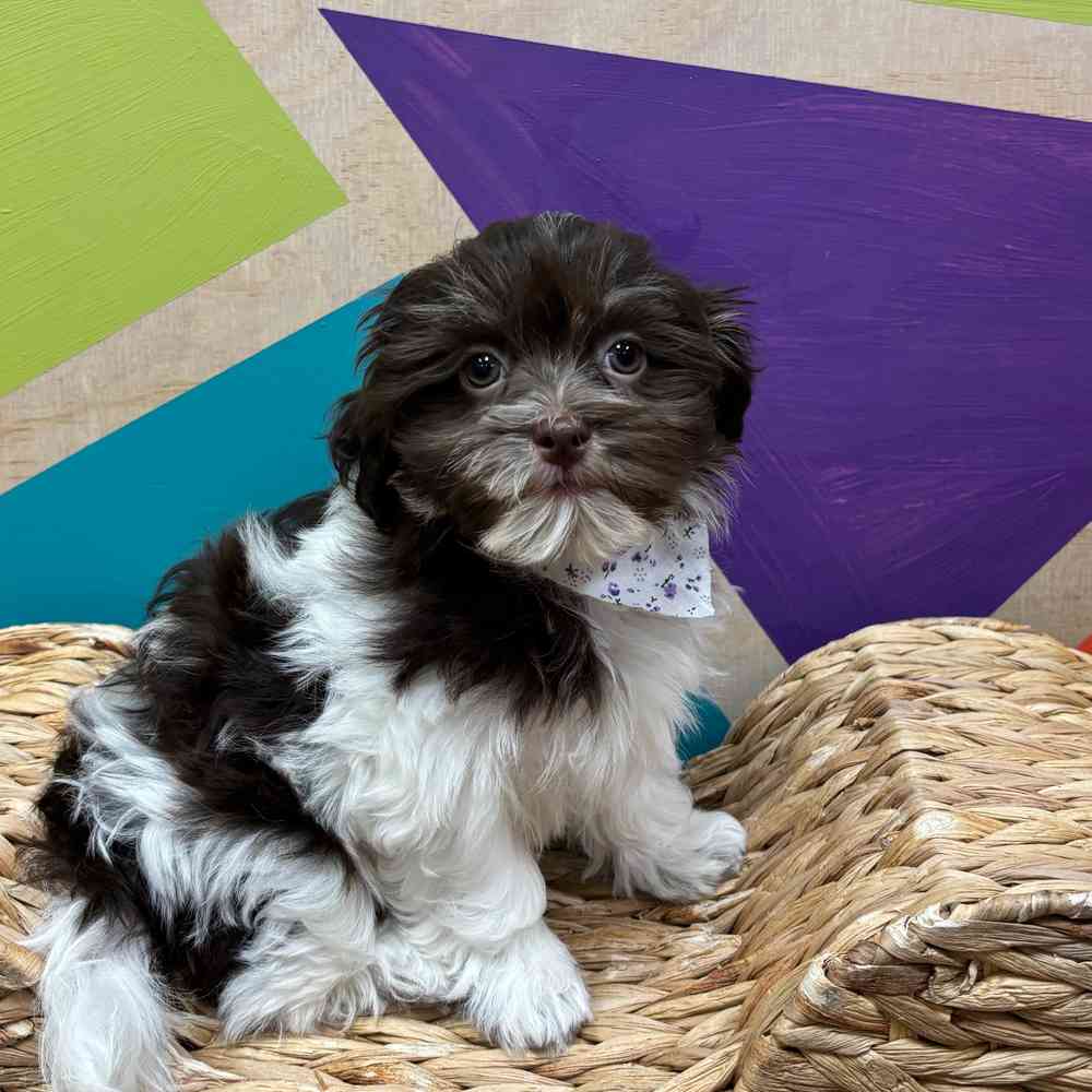 carousel pet images