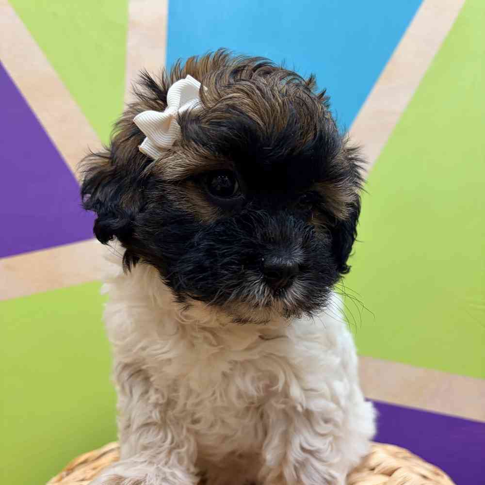carousel pet images
