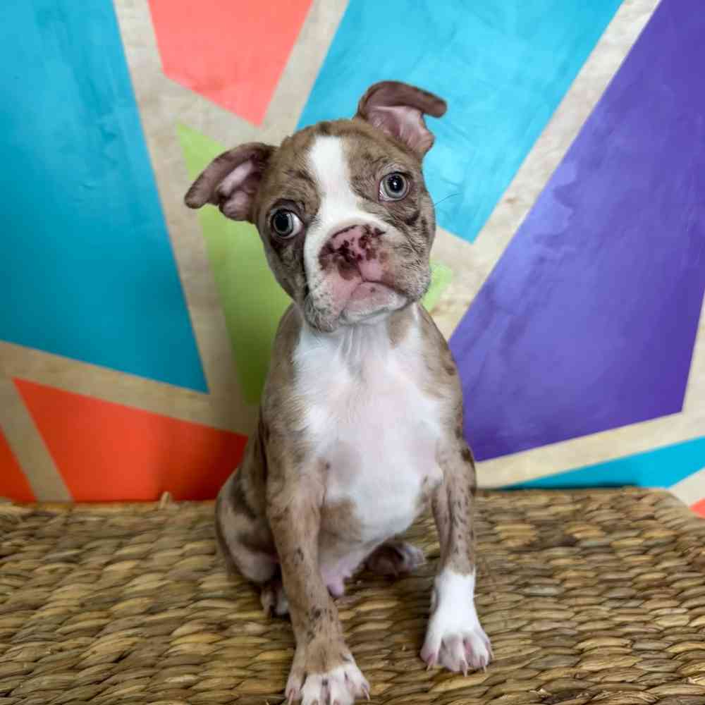 pet breed image