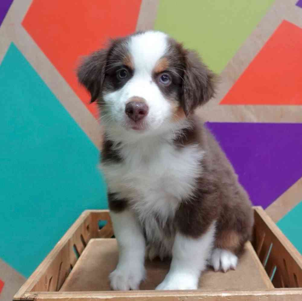 Image of a pet breed in the gallery