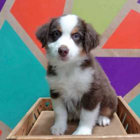 Miniature American Shepherd
