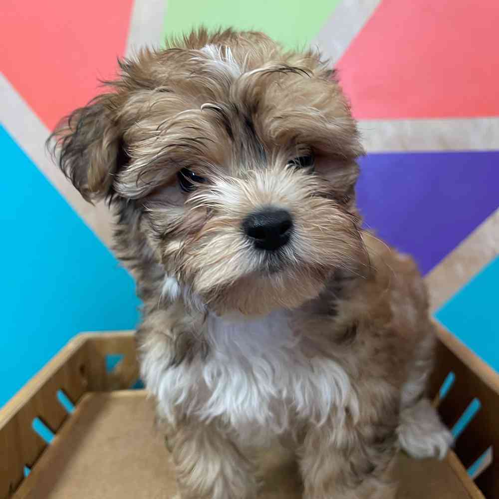 carousel pet images