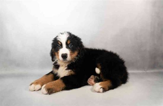 Bernese Mountain Dog