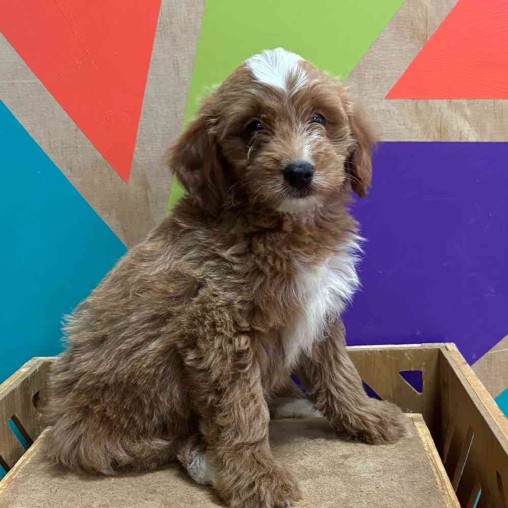 carousel pet images