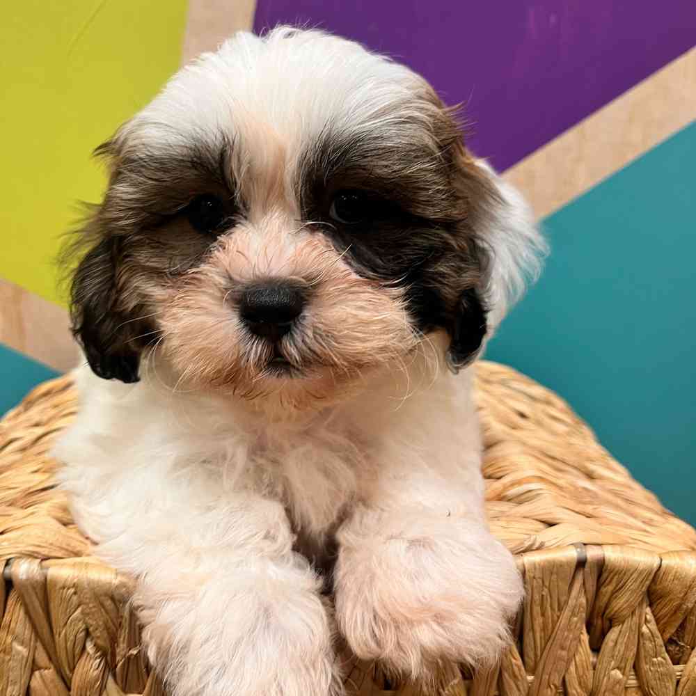 carousel pet images